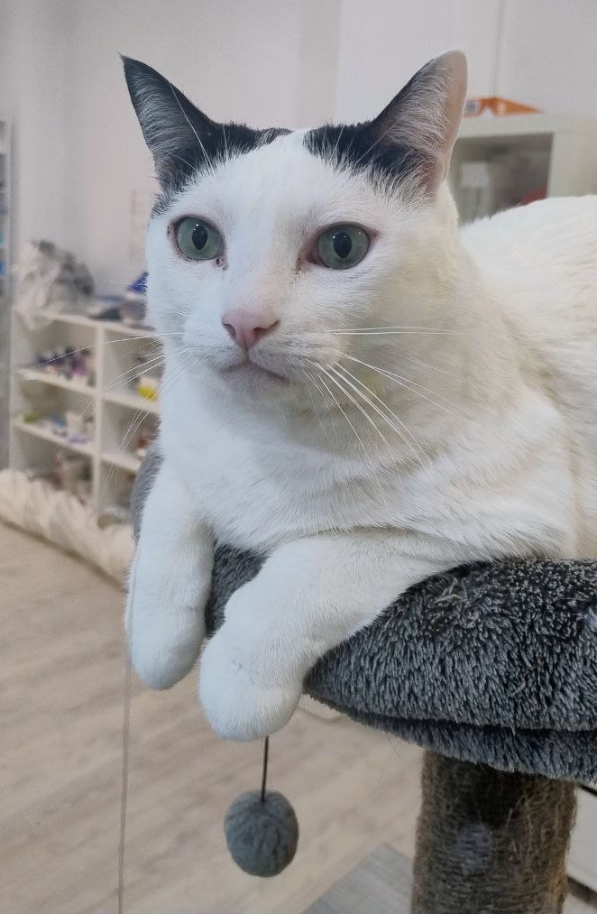FoFo the cat
